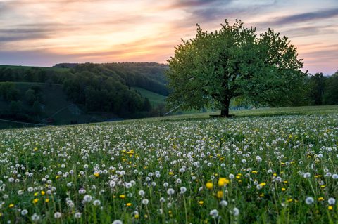 Adobe Stock 350198418