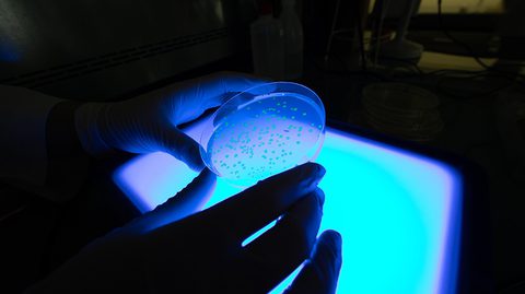 CRISPR cas nucleases at BRAIN Biotech