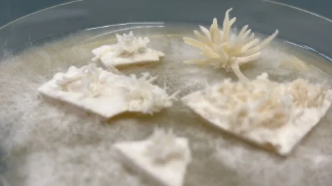 Food lab BRAIN Biocatalysts