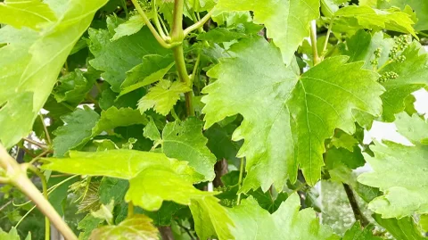 Wine leaves_BRAINBiocatalysts_StK_16-9 small