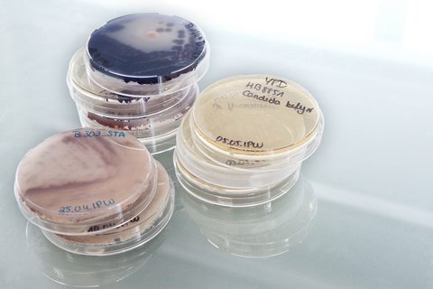 BRAIN Kultursammlung Mikroorganismen