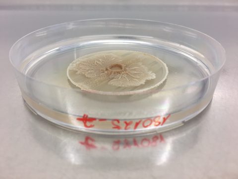 Bacillus subtilis BRAIN Biotech 2