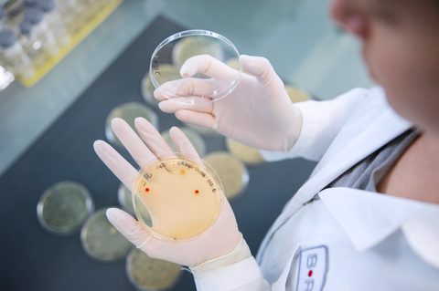 Kulturplatte nach Genome Editing mit BEC high res